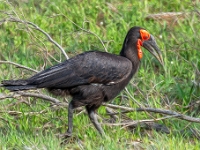 Park Krugera